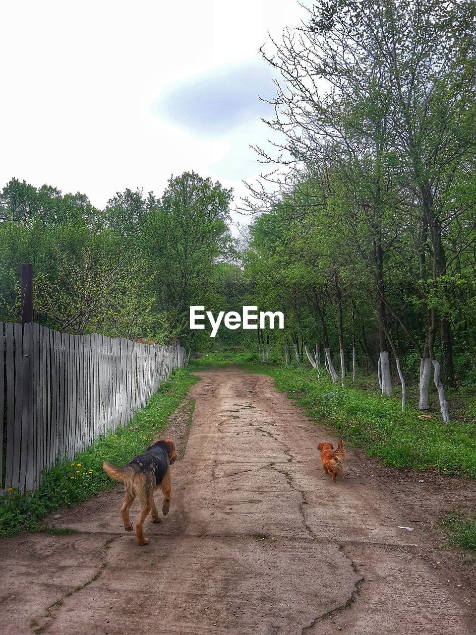 Rear view of dogs walking on road