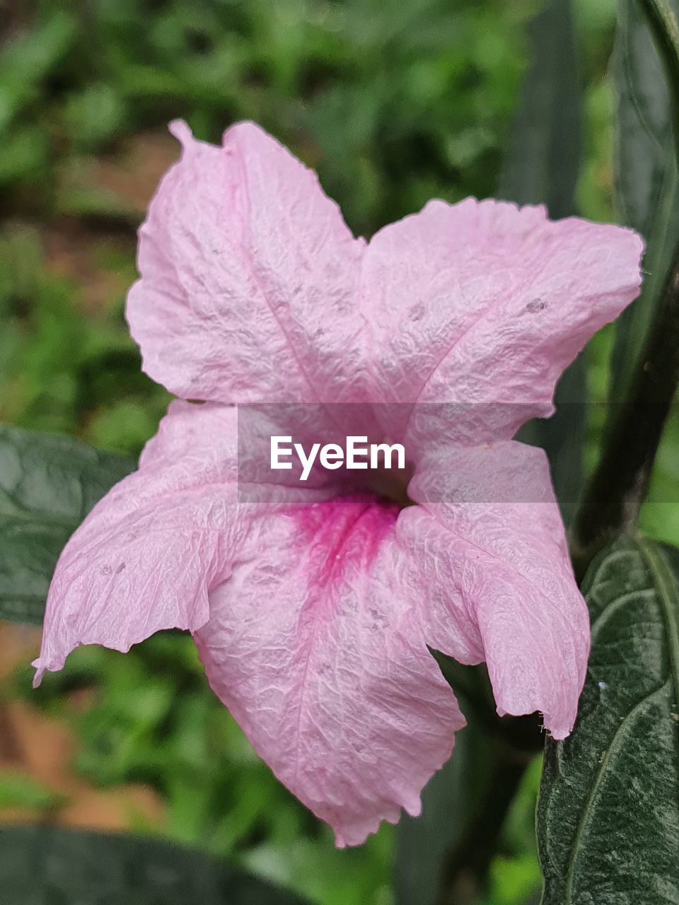 CLOSE-UP OF PINK PURPLE FLOWER