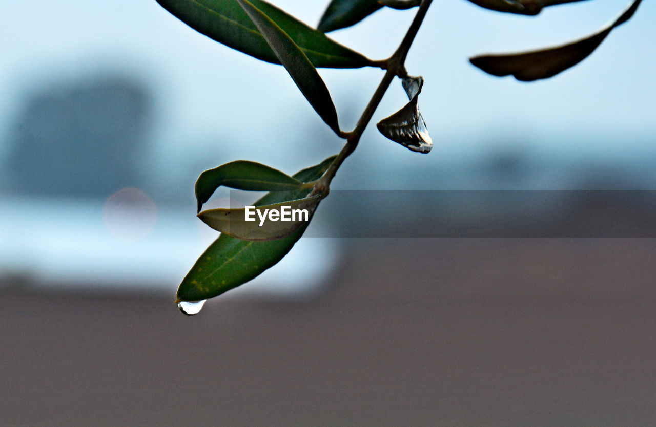 Close-up of water drops on plant