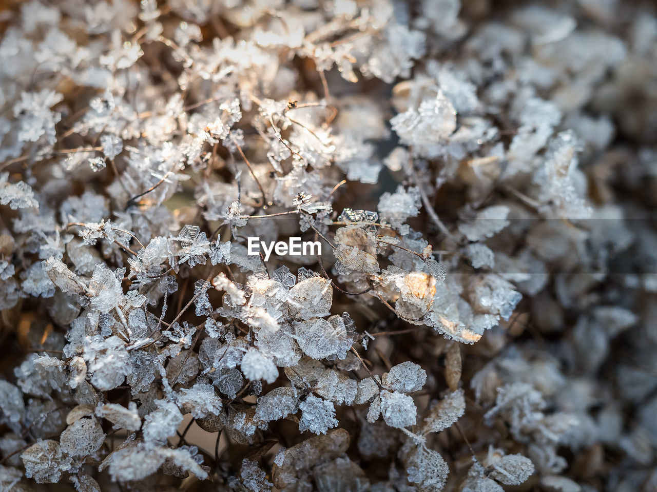 CLOSE-UP OF INSECT ON GROUND