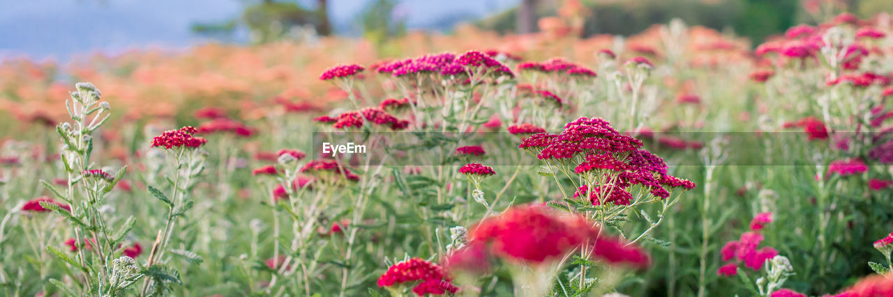 Close-up of pink poppy flowers in field