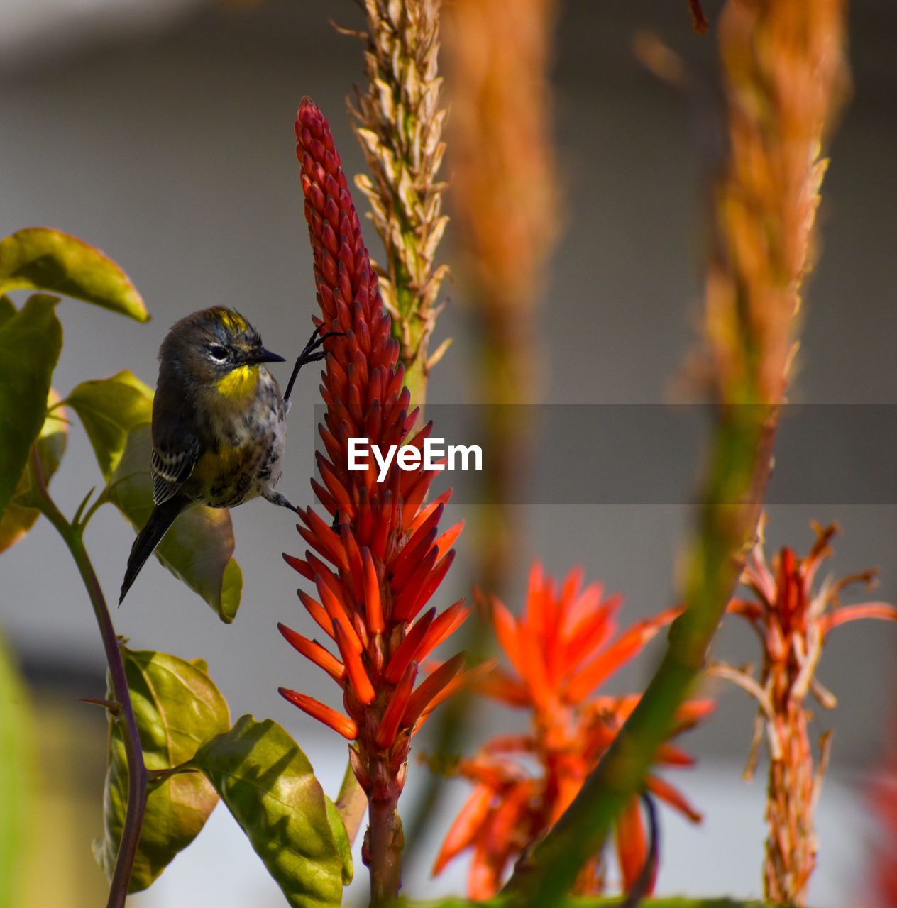 Beautiful and colorful yellow warbler wild bird in tropical flower garden