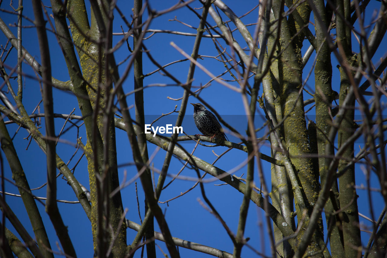 Low angle view of bird perching on branch