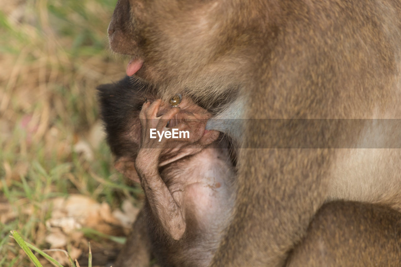 Close-up of long-tailed macaque feeding infant at zoo