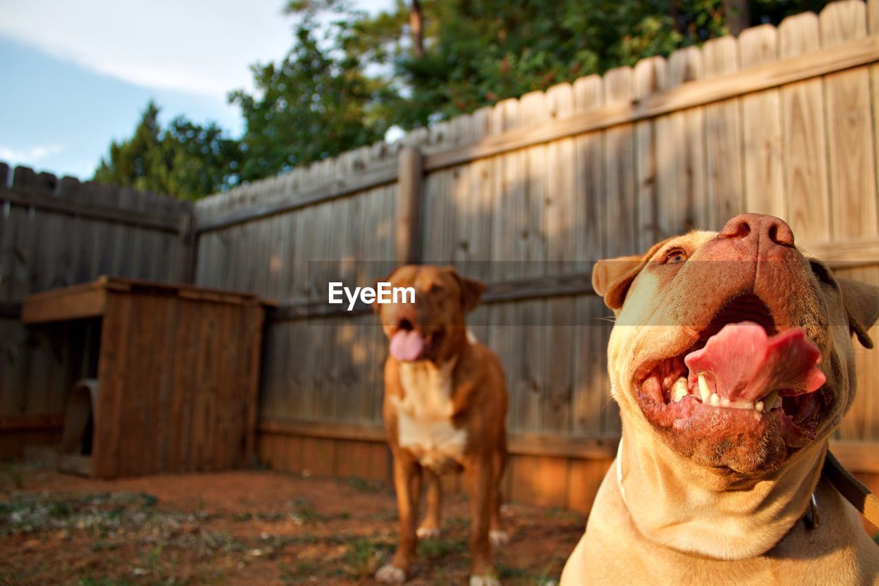 Close-up of dog sticking out tongue