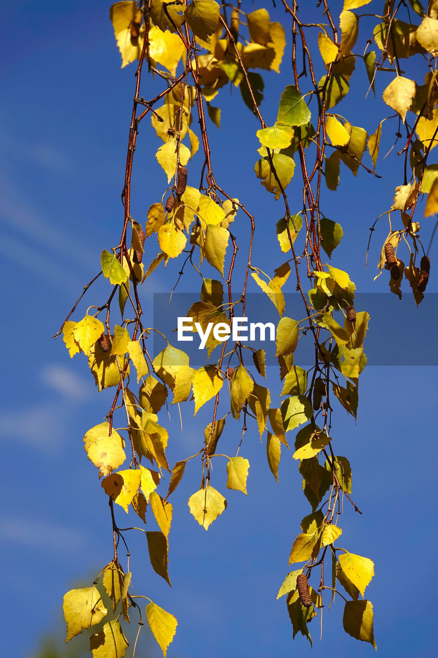 LOW ANGLE VIEW OF YELLOW FLOWERING TREE AGAINST SKY