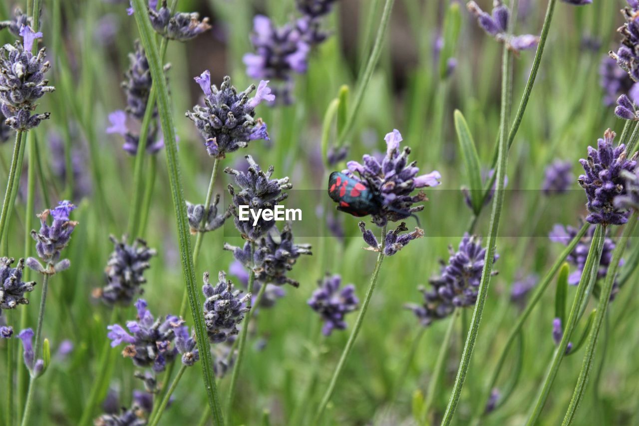 Close-up of insect on purple flowering plants