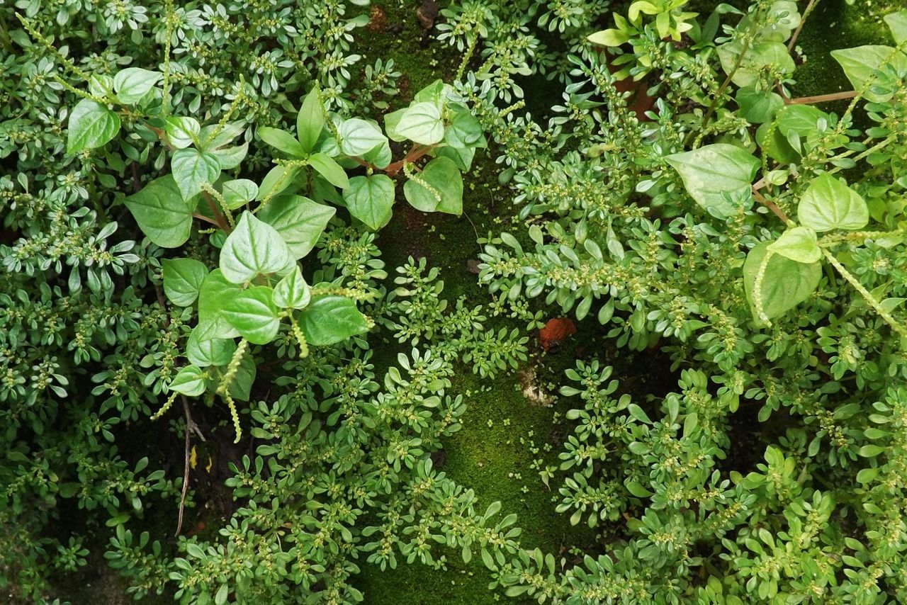 CLOSE-UP OF GREEN PLANTS