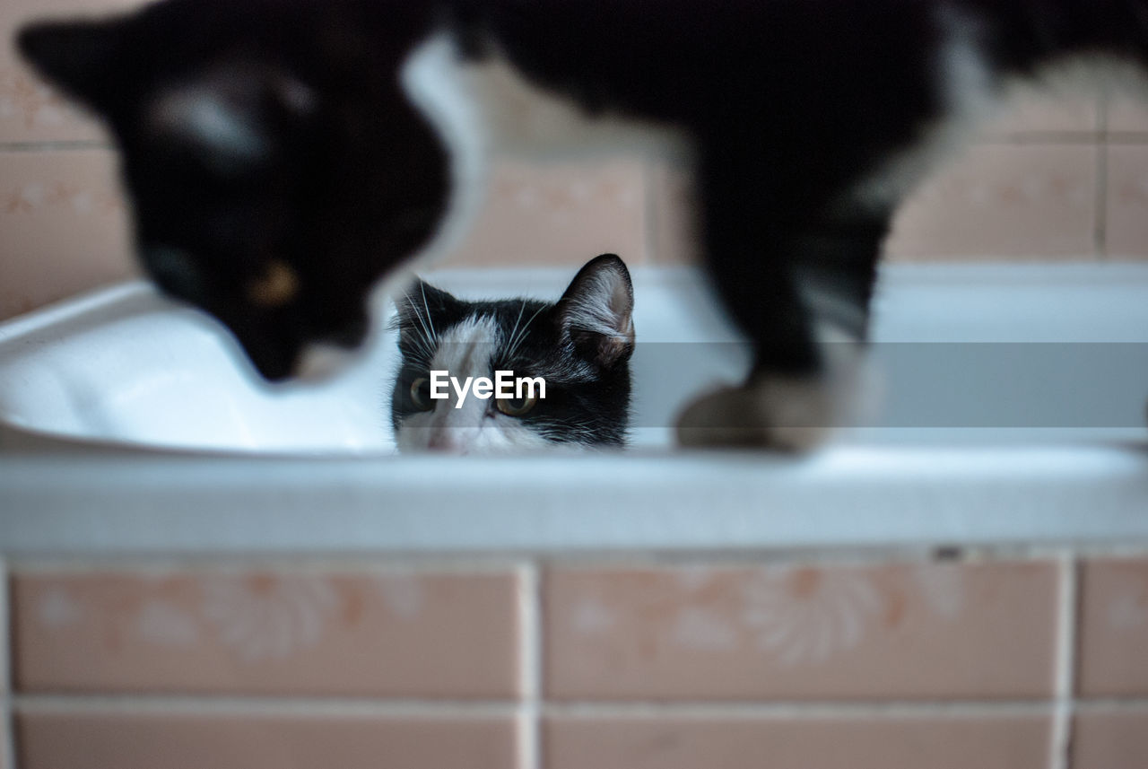 Black cat in bathtub