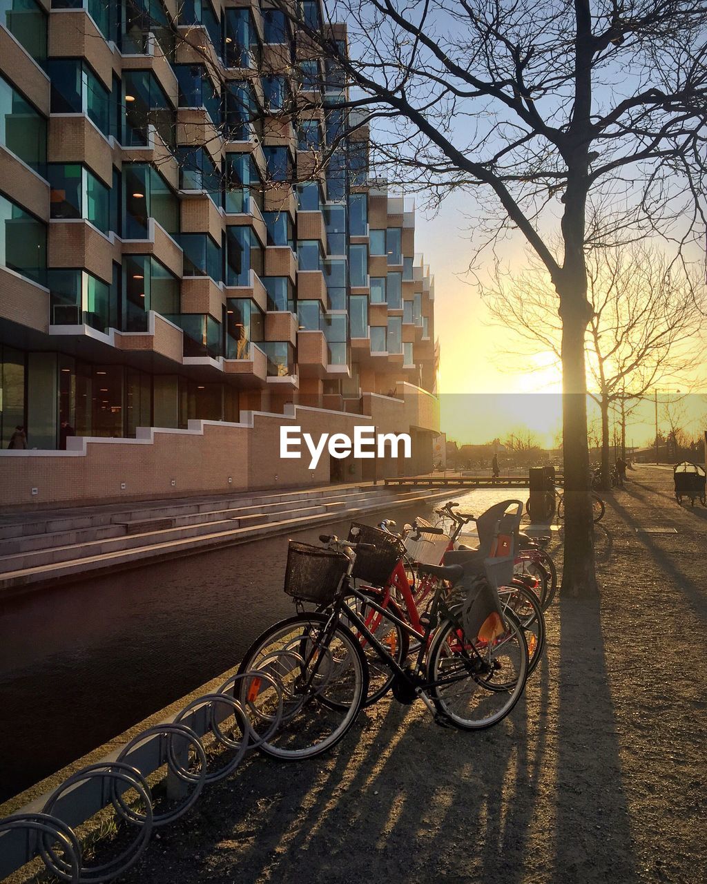 Bicycles parked by tree in city