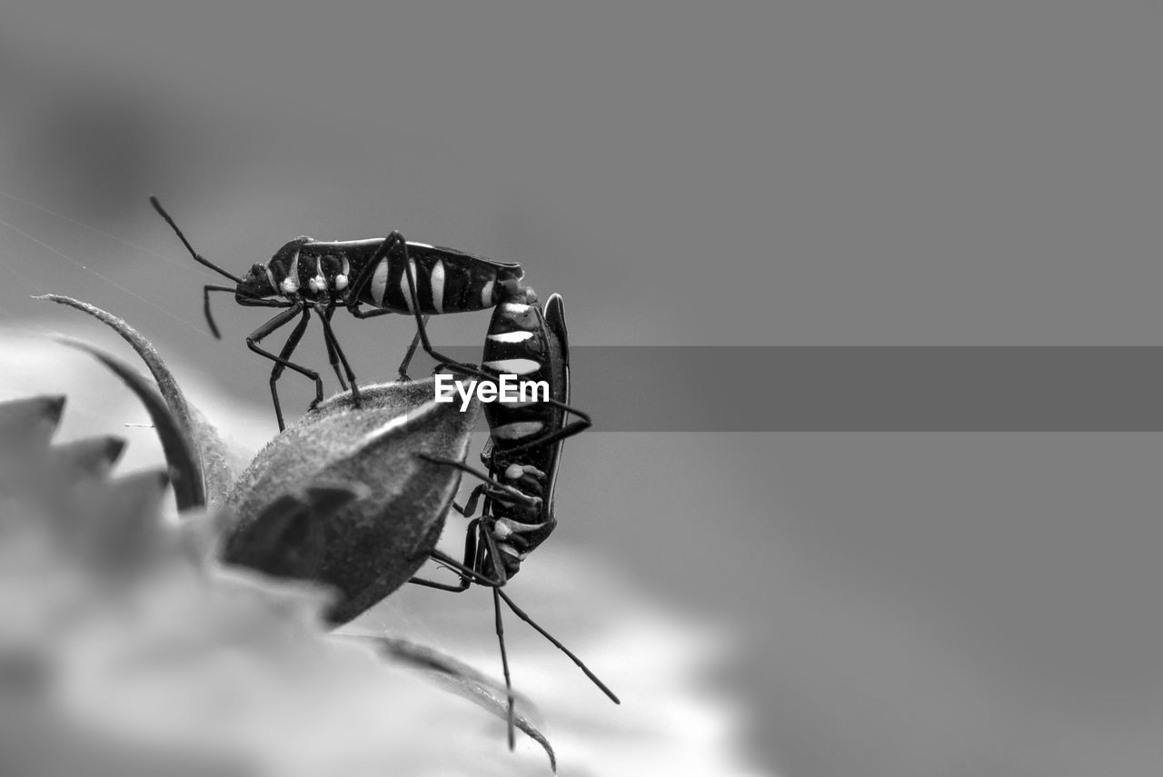 CLOSE-UP OF INSECT ON A LEAF