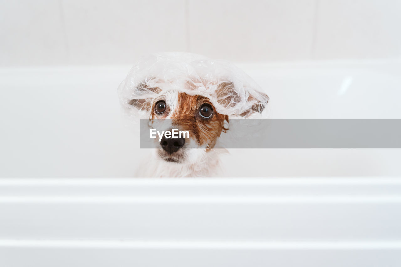 PORTRAIT OF WHITE DOG IN THE BATHROOM