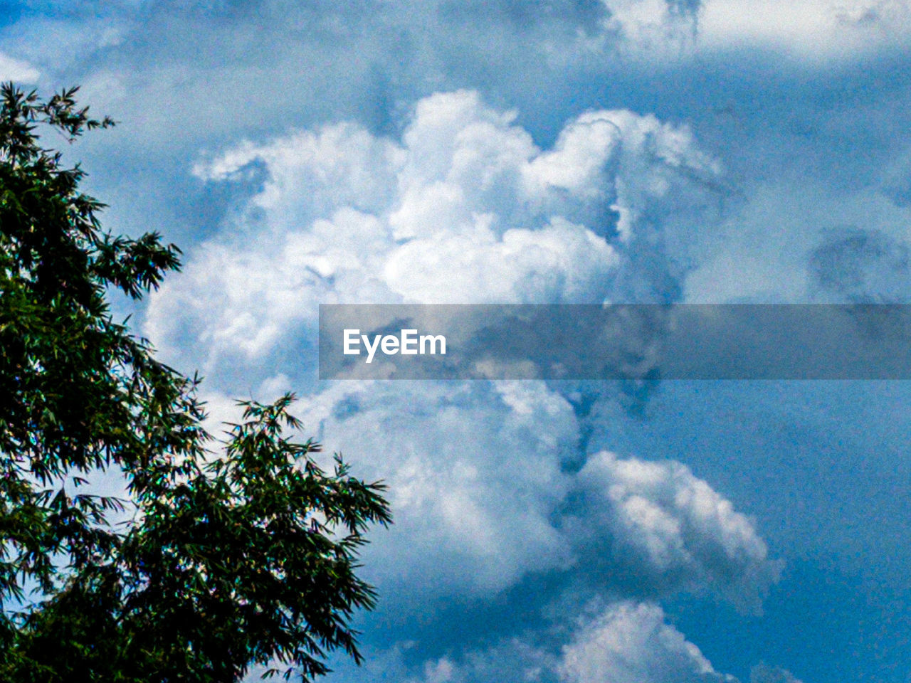 sky, cloud, tree, low angle view, beauty in nature, plant, nature, no people, day, blue, outdoors, tranquility, scenics - nature, growth, daytime, tranquil scene, idyllic