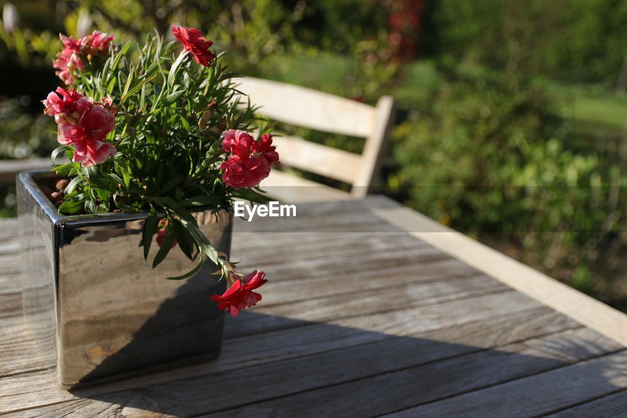 CLOSE-UP OF RED FLOWERING PLANT ON TABLE