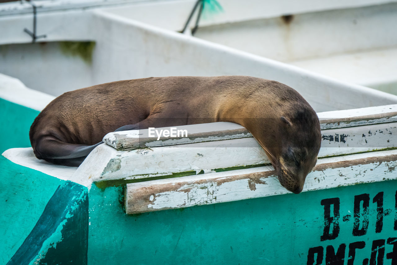 Sea lion sleeping on boat at harbor