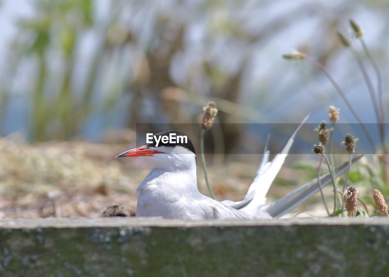 CLOSE-UP OF BIRDS PERCHING ON A LAND