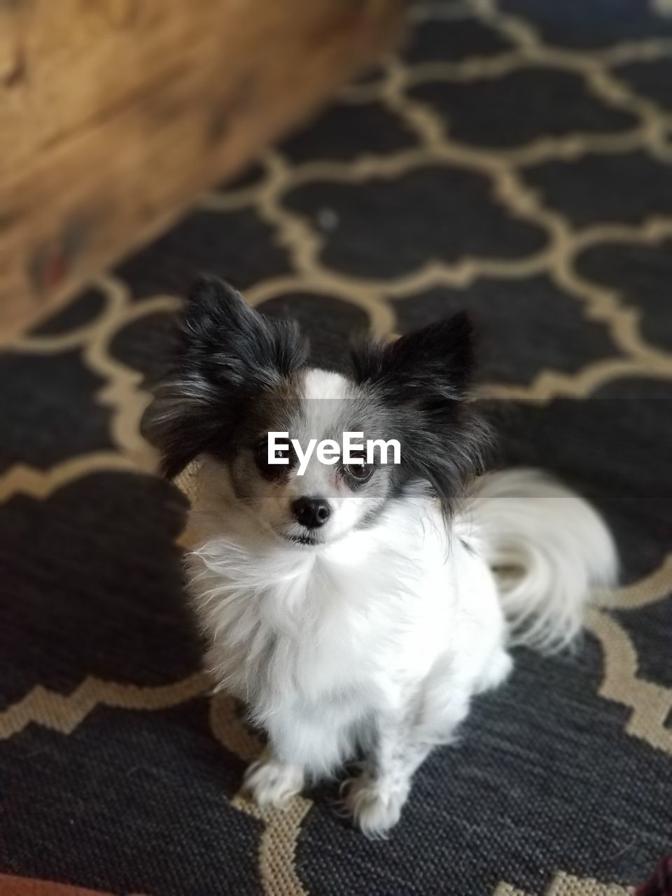 Portrait of cute puppy sitting on floor