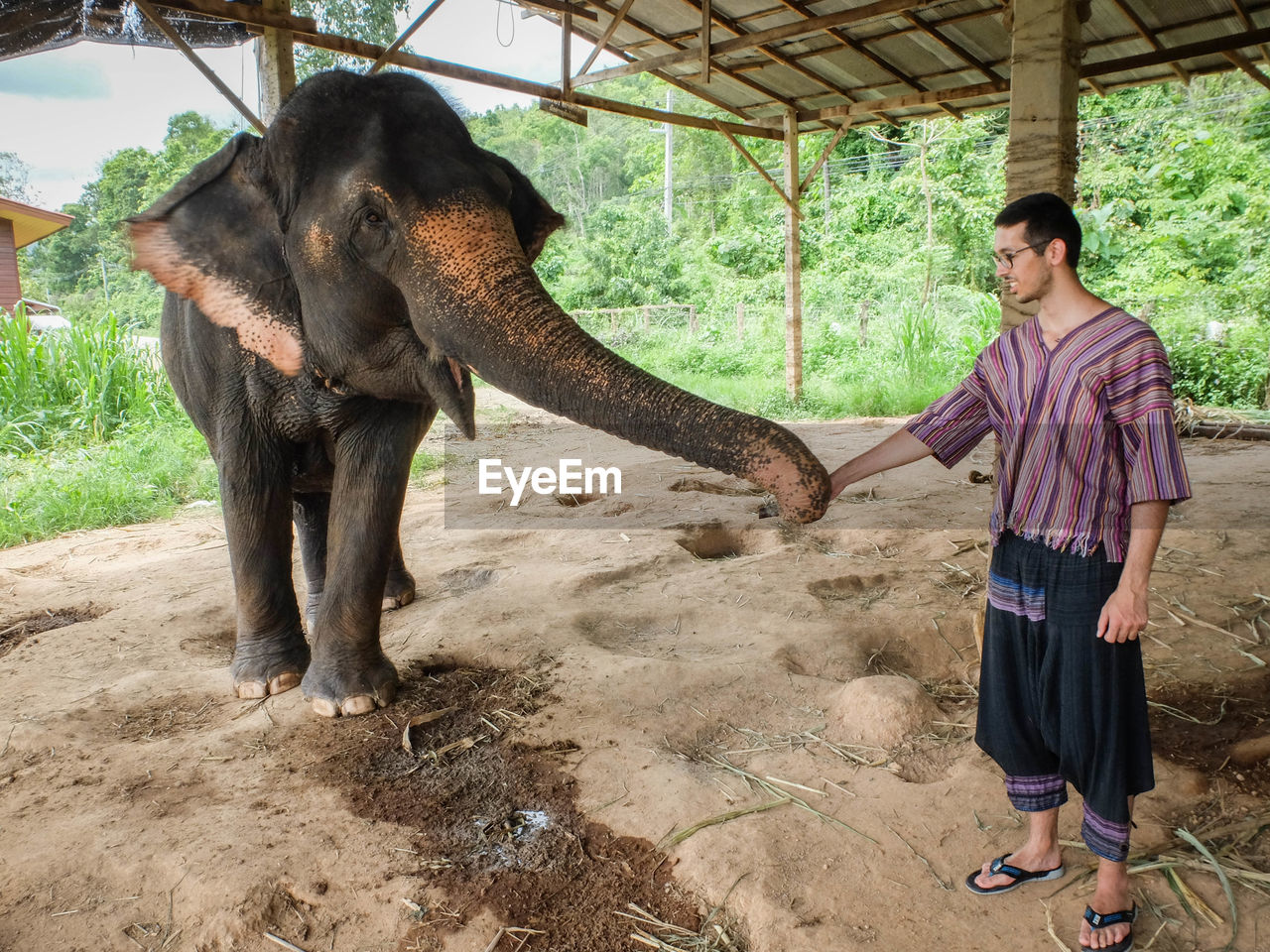 Man holding elephant trunk while standing at shed