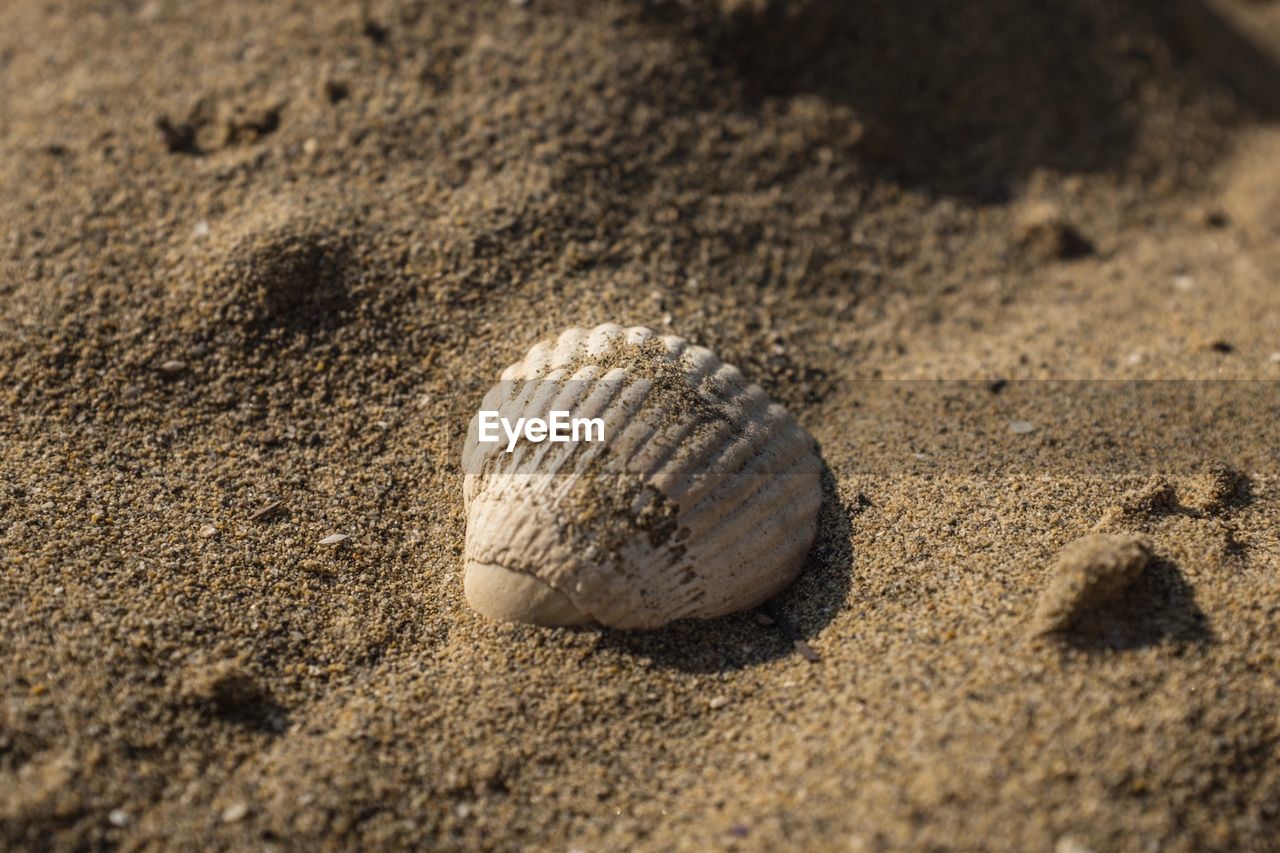 CLOSE-UP OF SHELLS ON BEACH