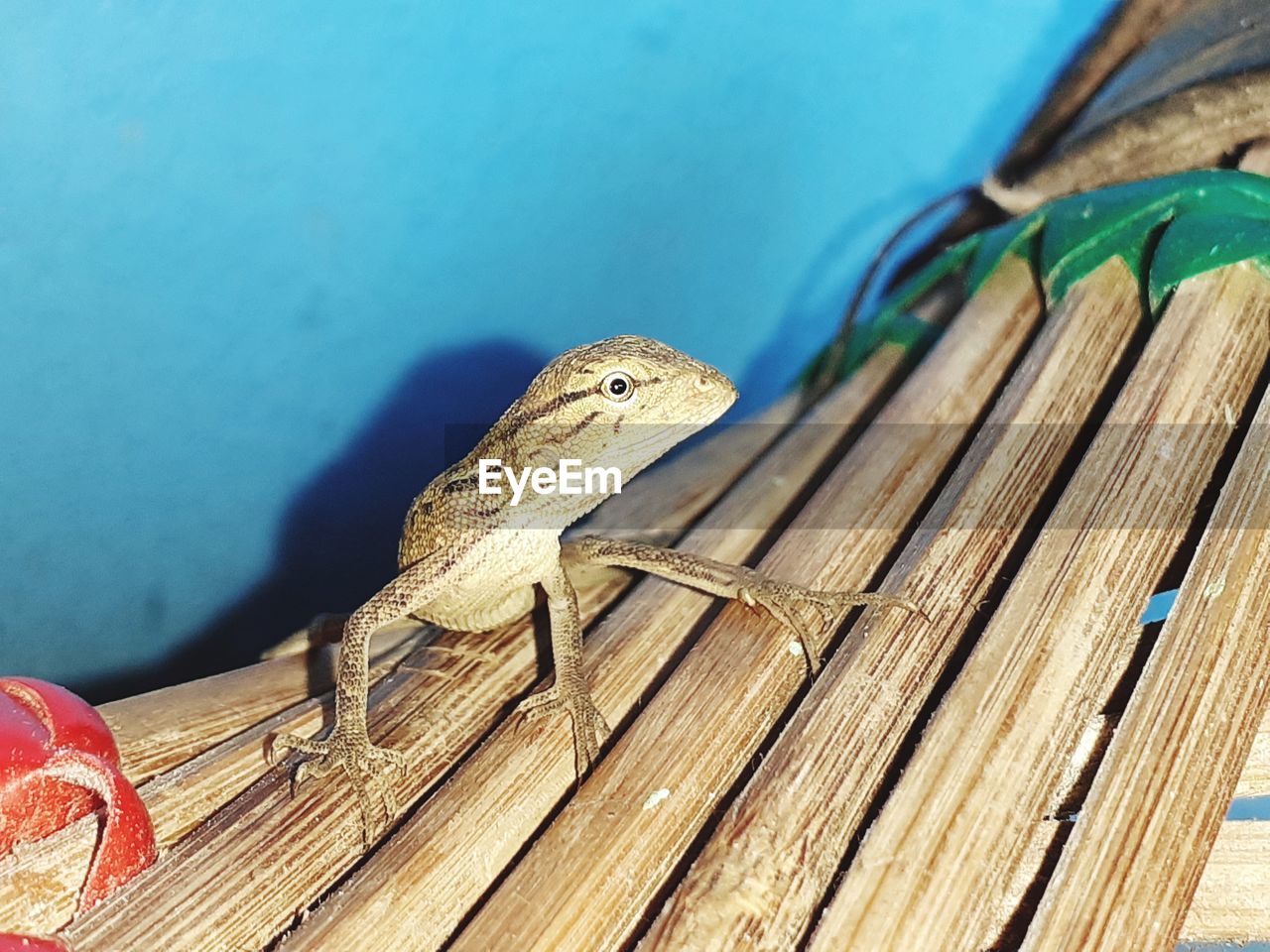 CLOSE-UP OF LIZARD ON WOOD