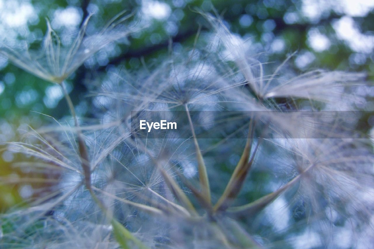 Close-up of dandelion on grass