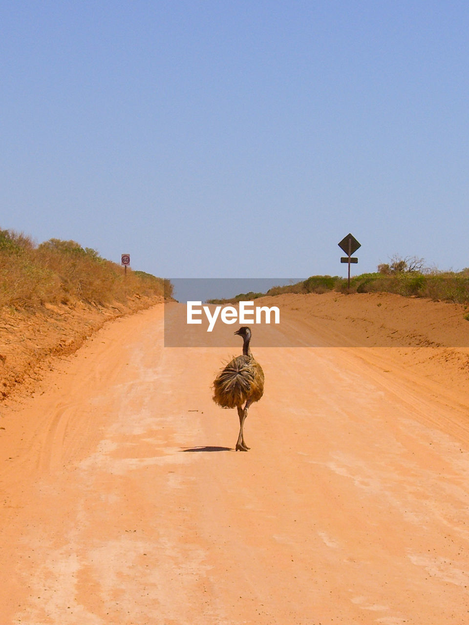 View of an emu on a street