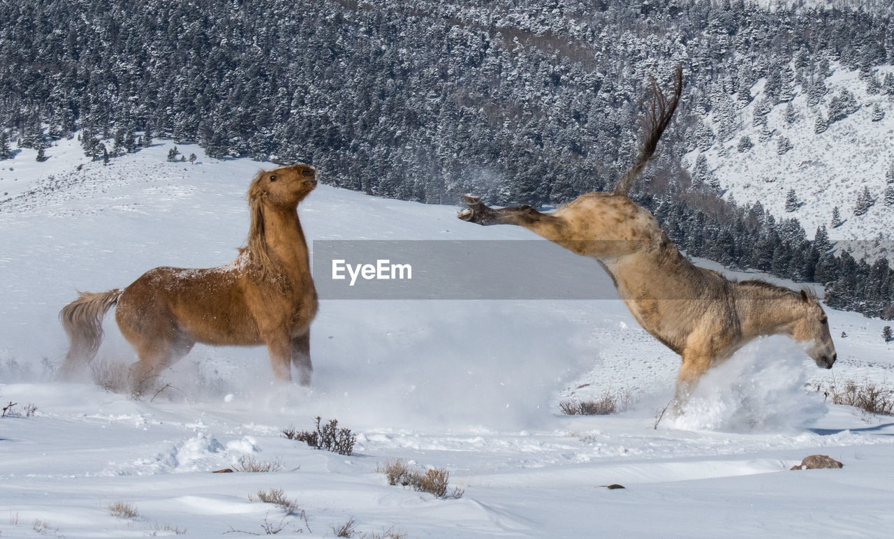 TWO HORSES ON SNOW COVERED LAND