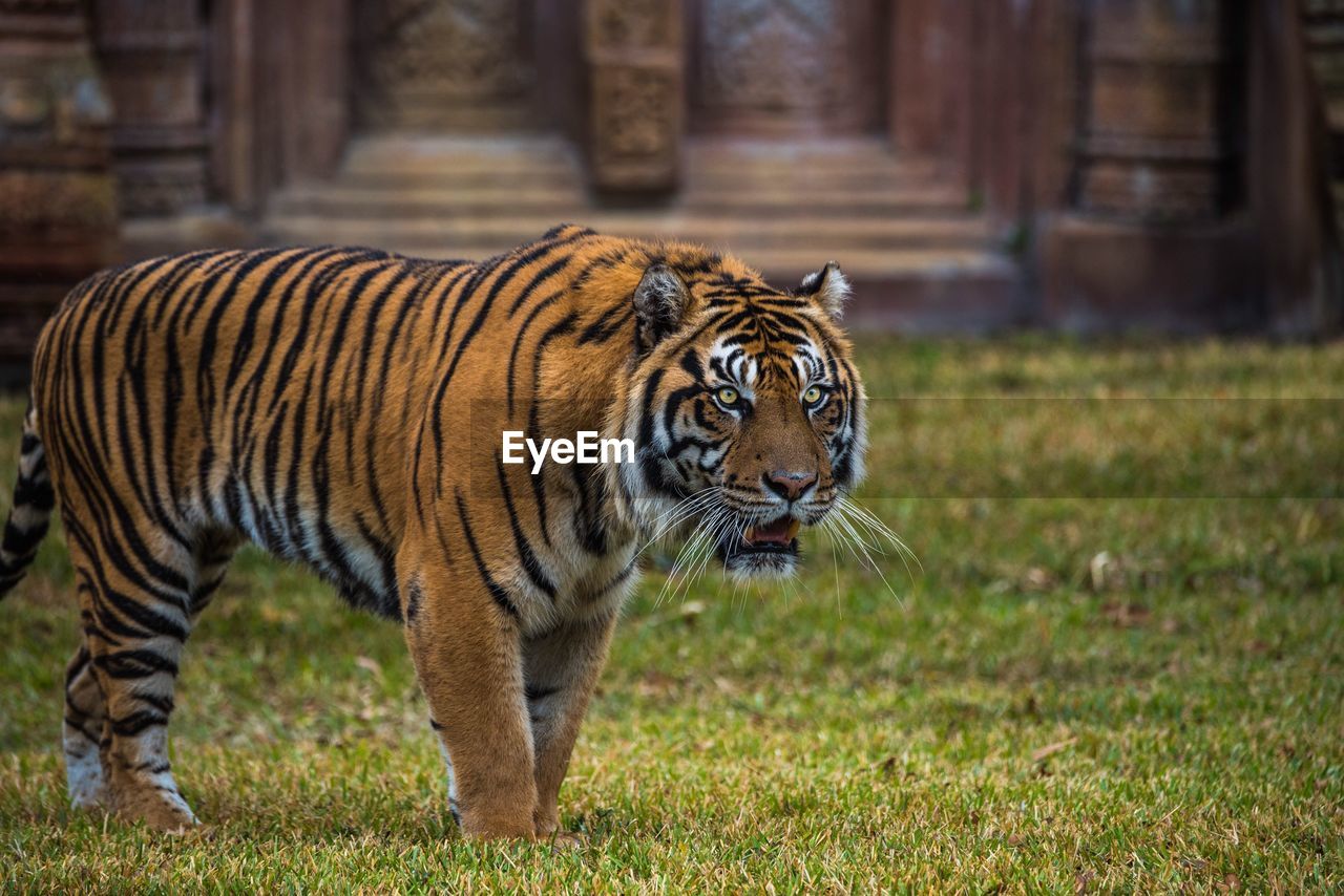 Tiger in a zoo