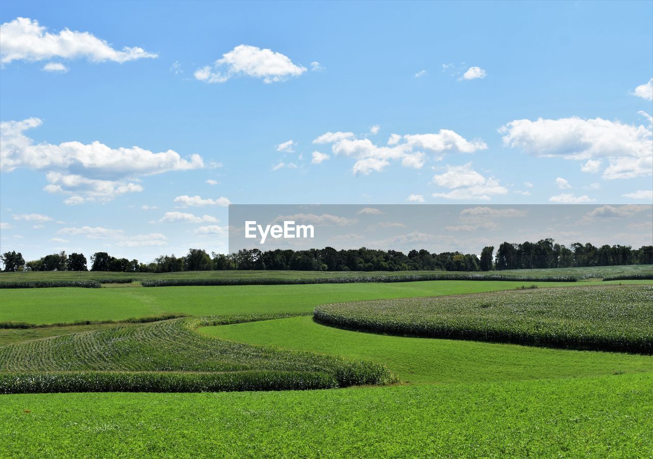 Blue sky and green grass