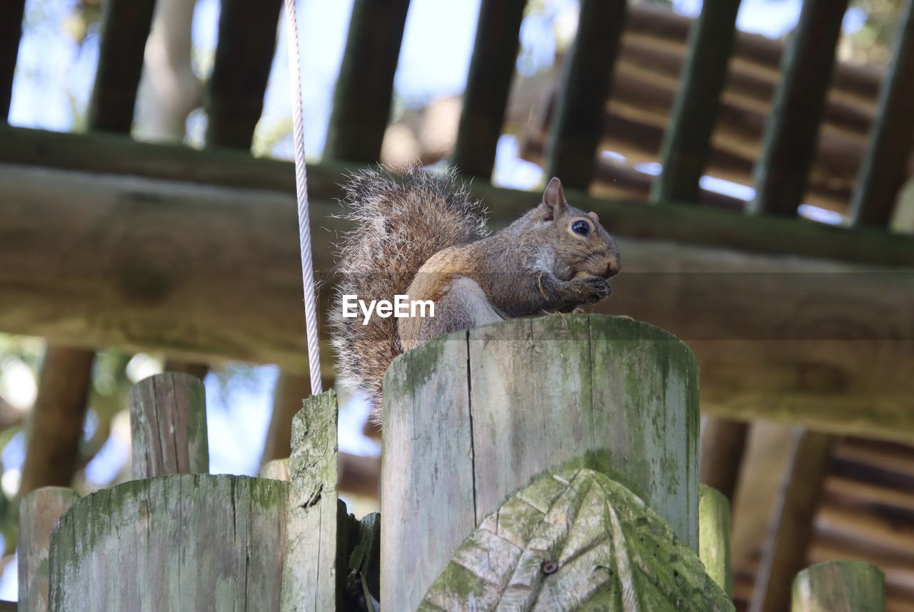 animal, animal themes, animal wildlife, one animal, squirrel, mammal, wood, fence, wildlife, rodent, no people, focus on foreground, nature, tree, day, chipmunk, outdoors, zoo, close-up