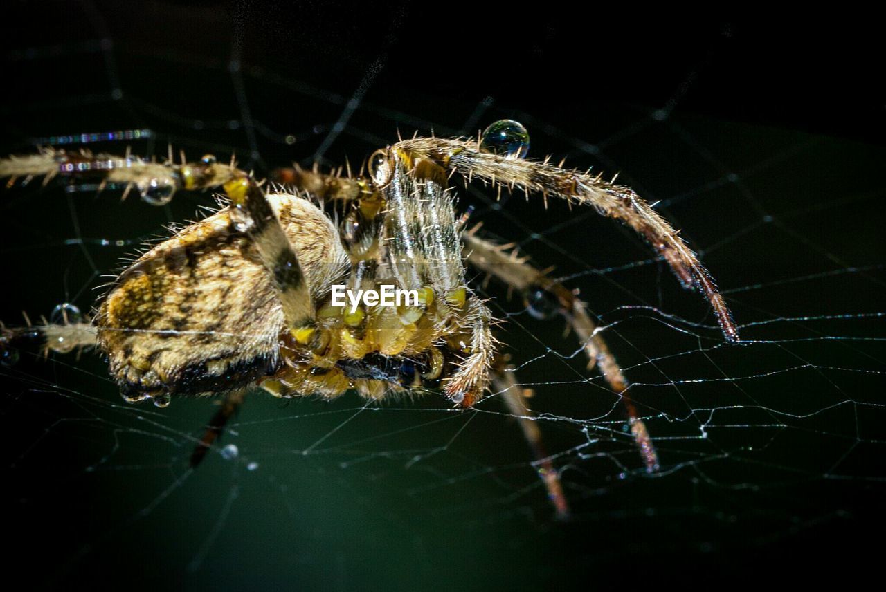 SPIDER ON WEB