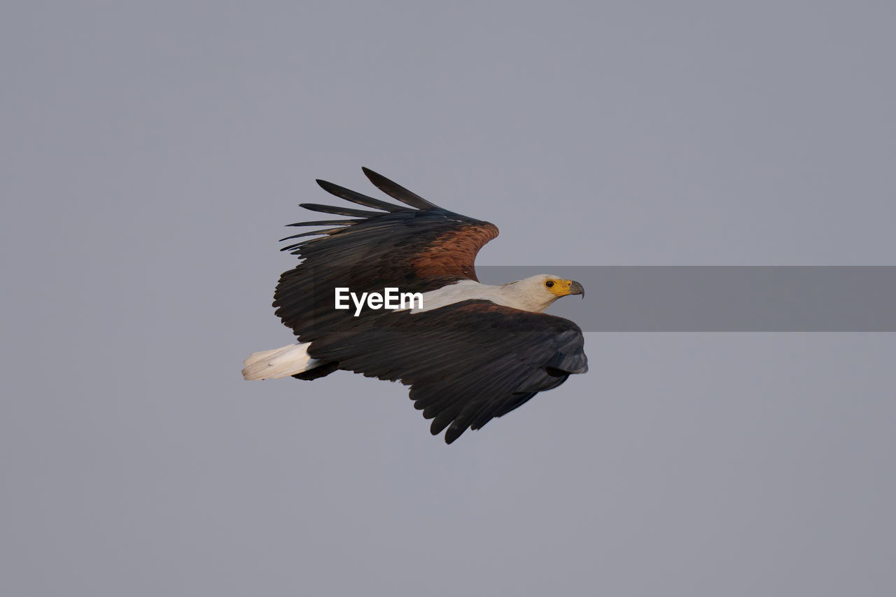 bird, animal themes, animal, wildlife, bald eagle, animal wildlife, flying, eagle, one animal, bird of prey, animal body part, beak, no people, wing, spread wings, copy space, nature, beauty in nature, mid-air, sky, motion, outdoors, full length