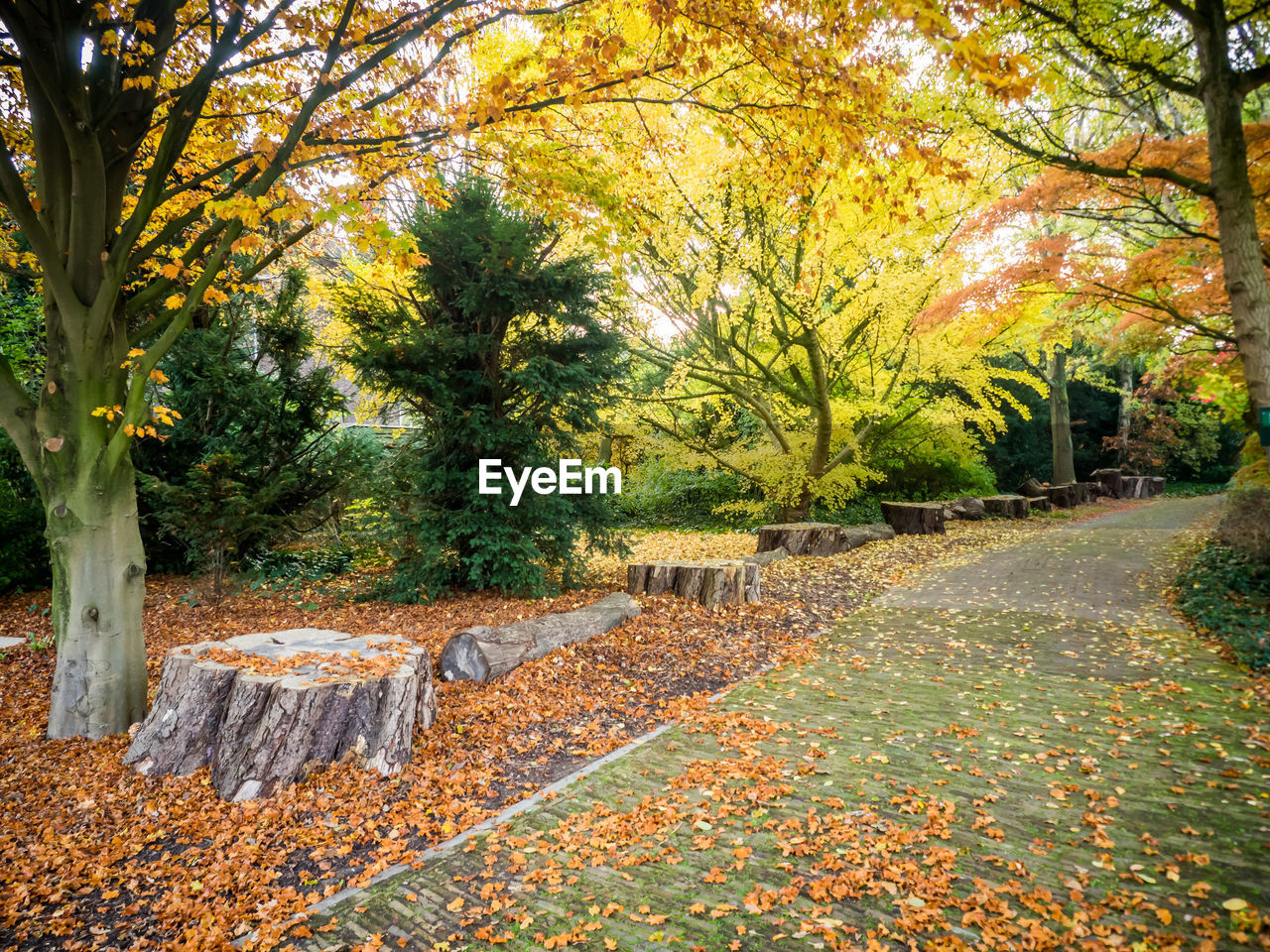 AUTUMN LEAVES IN PARK