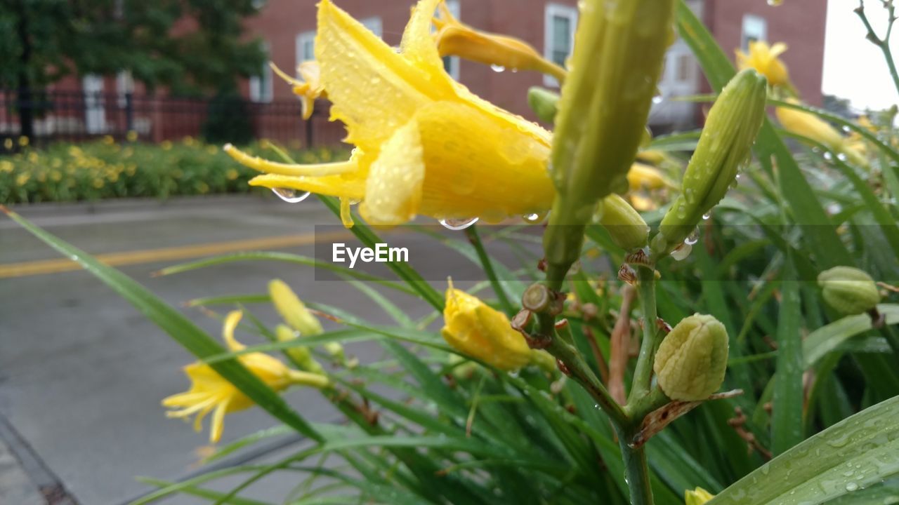 CLOSE-UP OF YELLOW FLOWER GROWING OUTDOORS