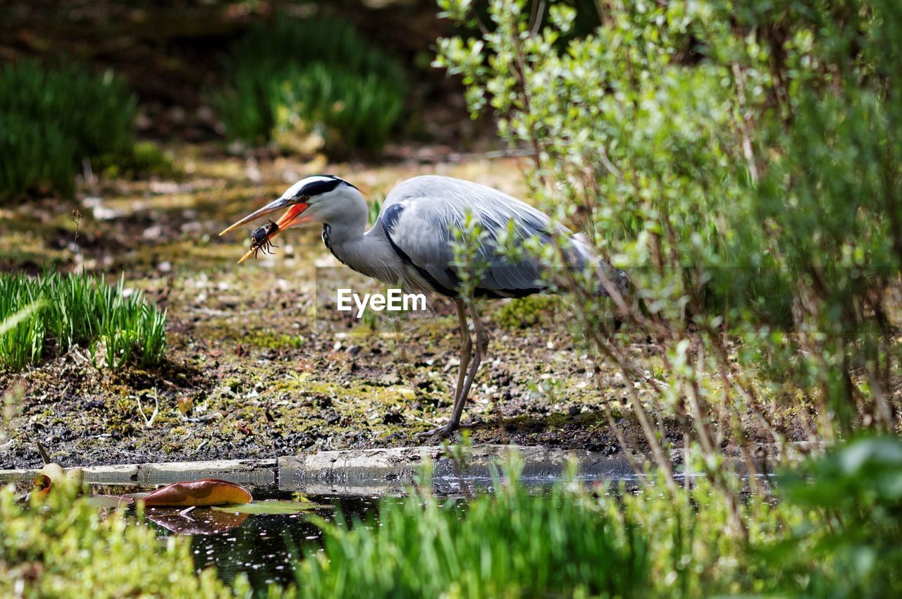 Gray heron on field