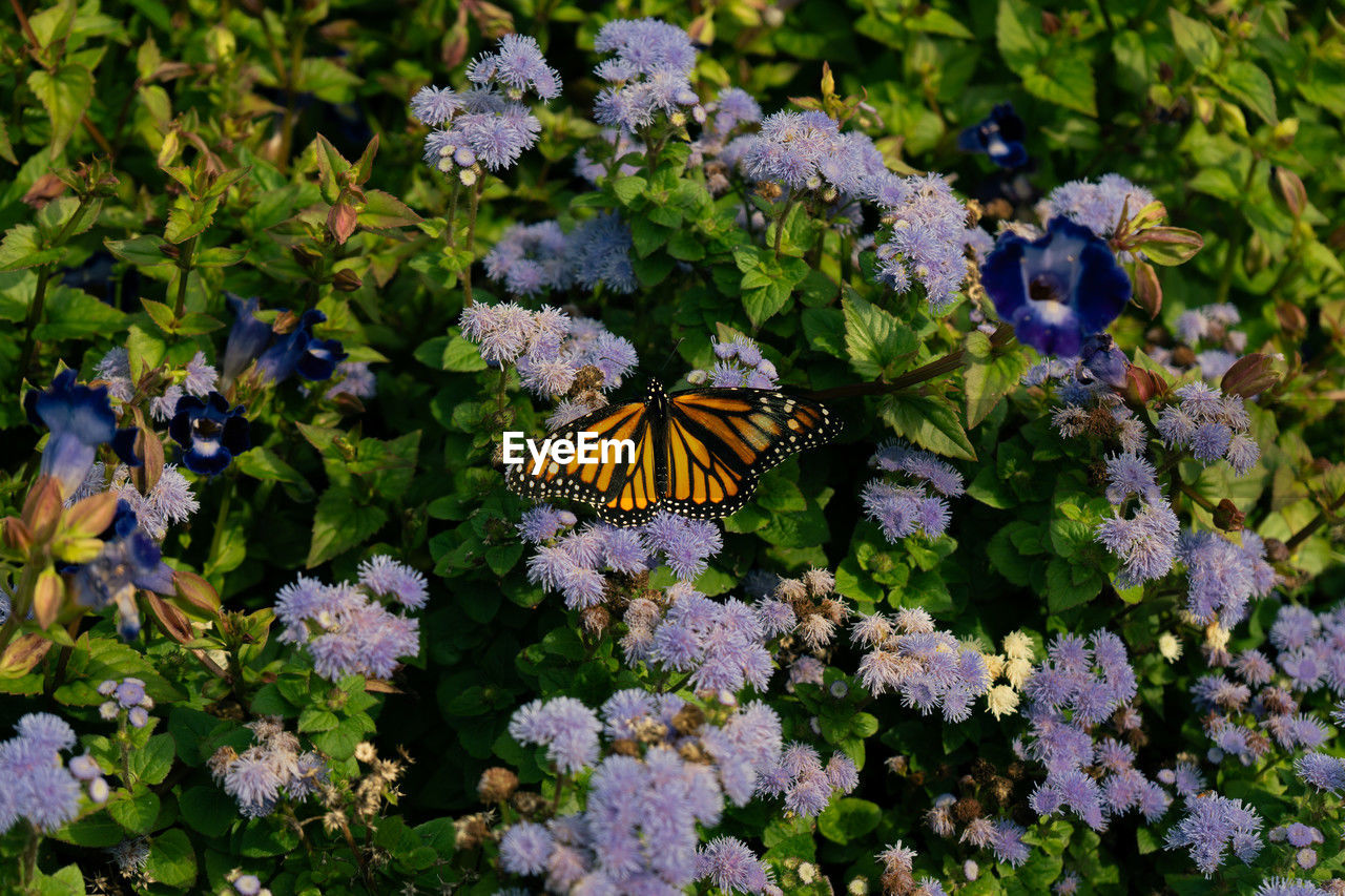 flower, flowering plant, beauty in nature, animal wildlife, butterfly, plant, animal themes, animal, insect, nature, animal wing, one animal, wildlife, moths and butterflies, garden, fragility, freshness, growth, high angle view, no people, close-up, day, outdoors, plant part, wildflower, leaf, purple, petal, green, flower head, botany, pattern, multi colored