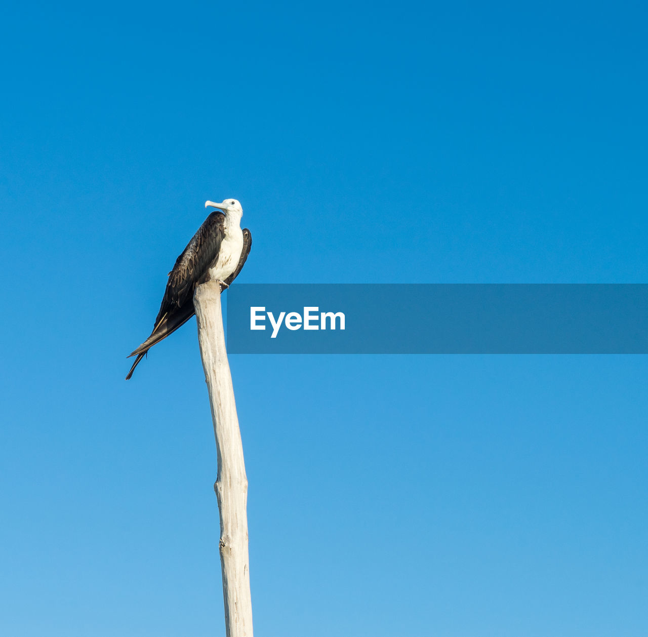 BIRD PERCHING ON A TREE