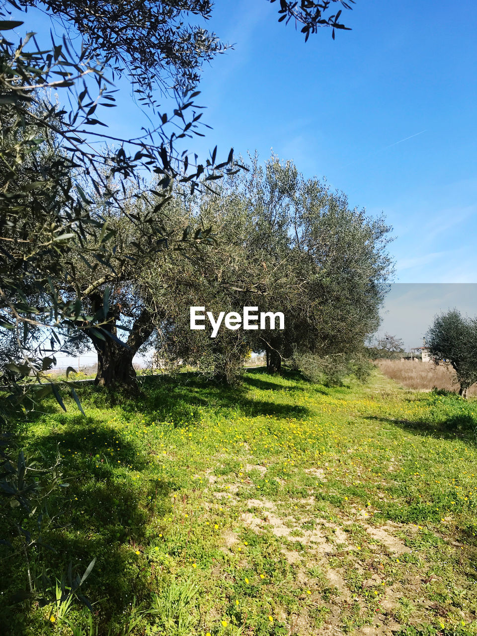 TREES GROWING ON FIELD