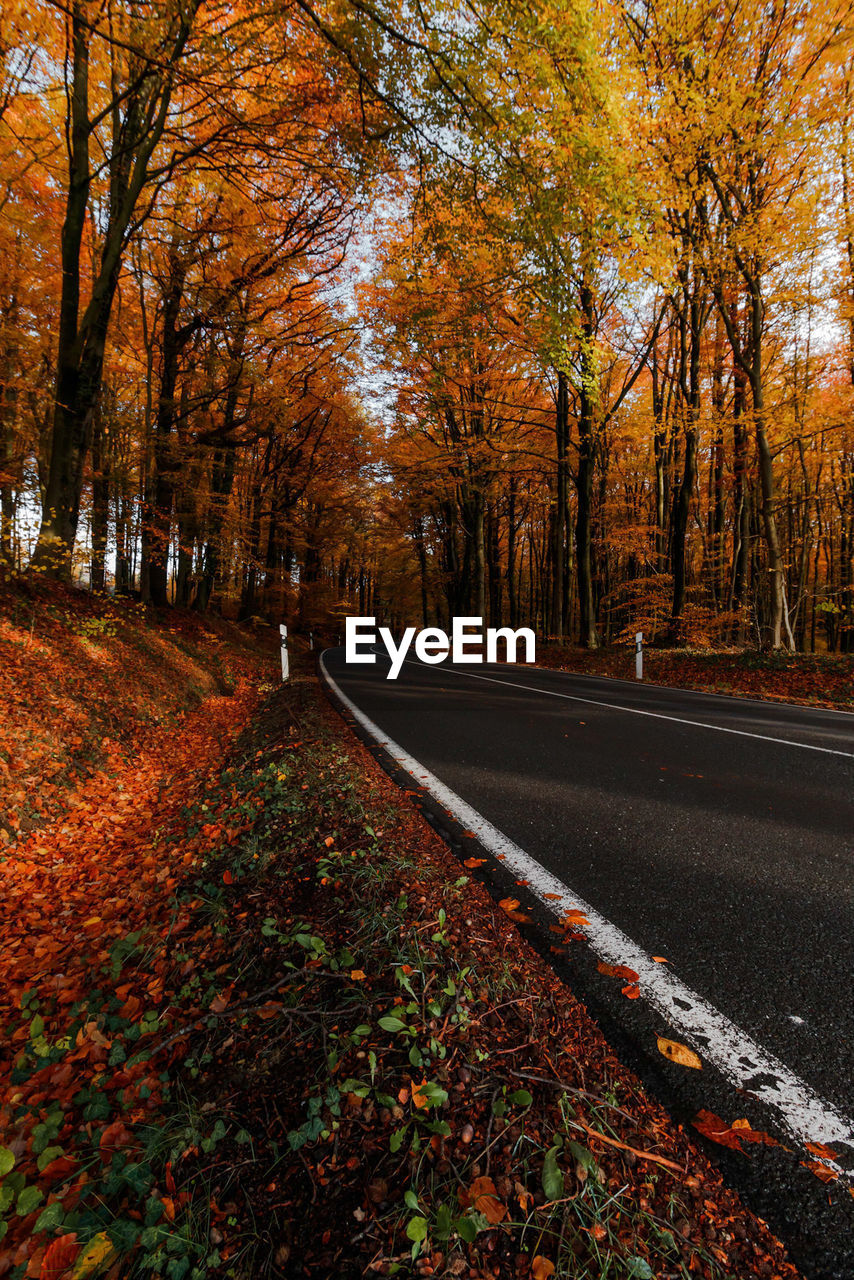 ROAD AMIDST AUTUMN TREES