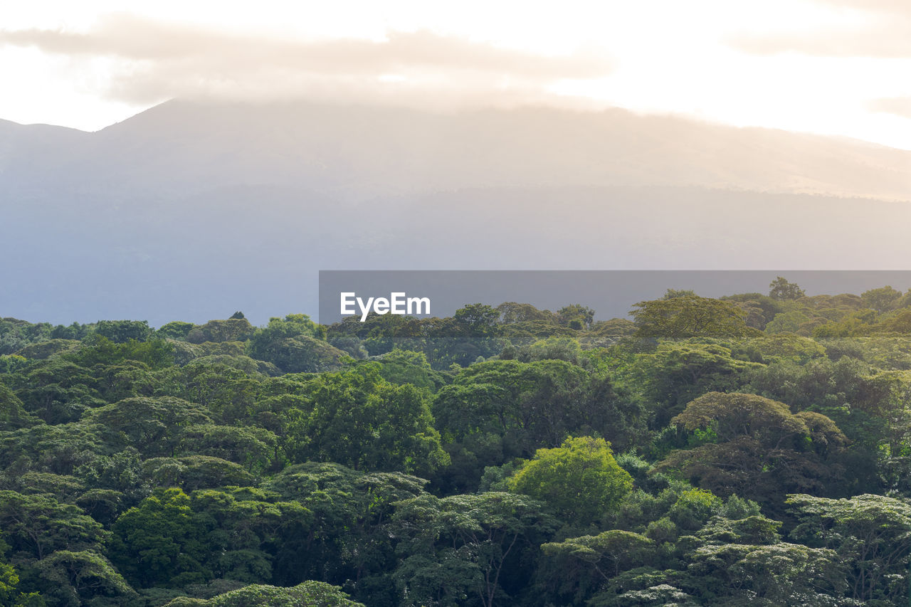 TREES AND PLANTS GROWING IN MOUNTAINS AGAINST SKY