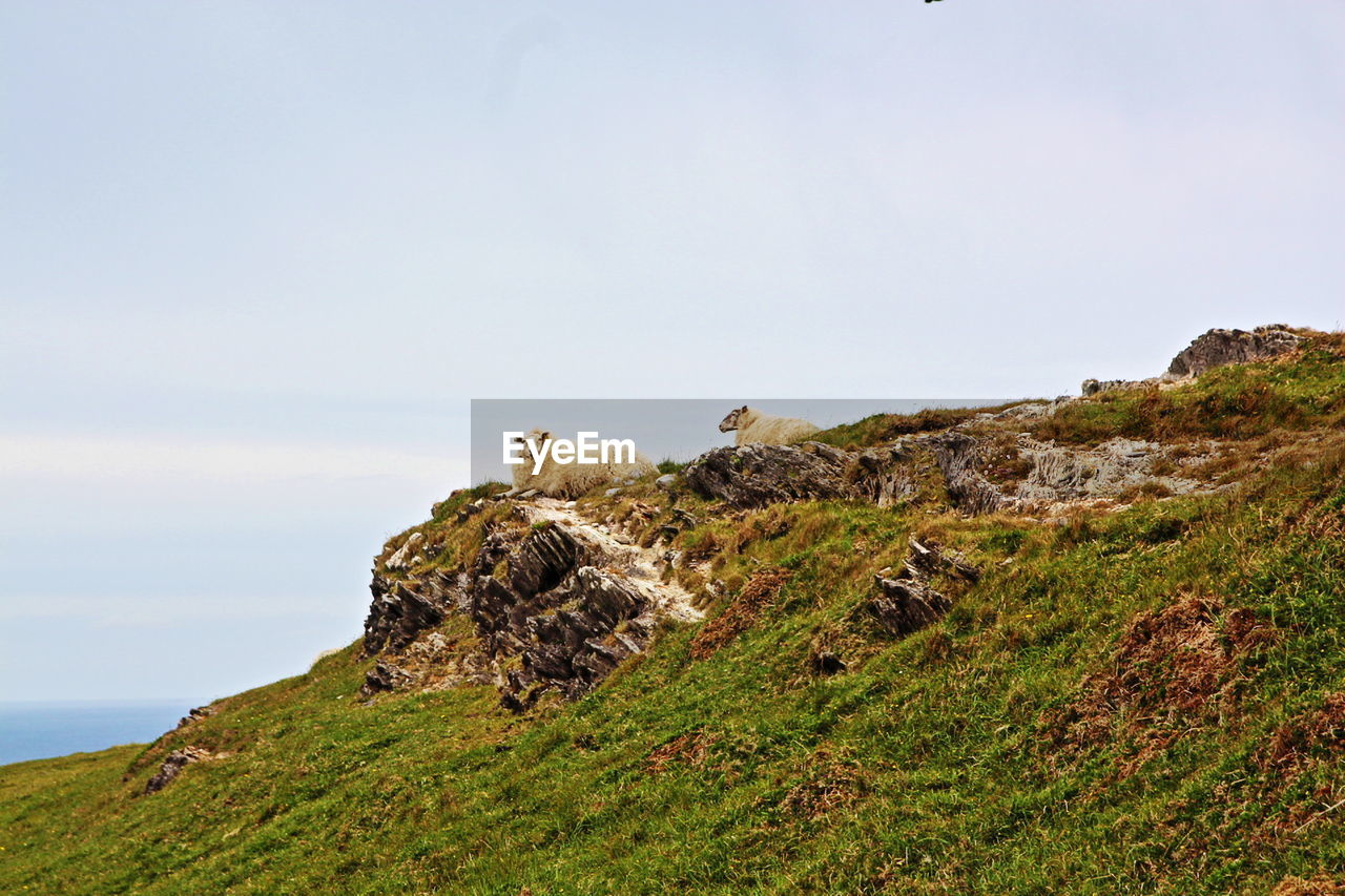 Sheep relaxing on hill against clear sky