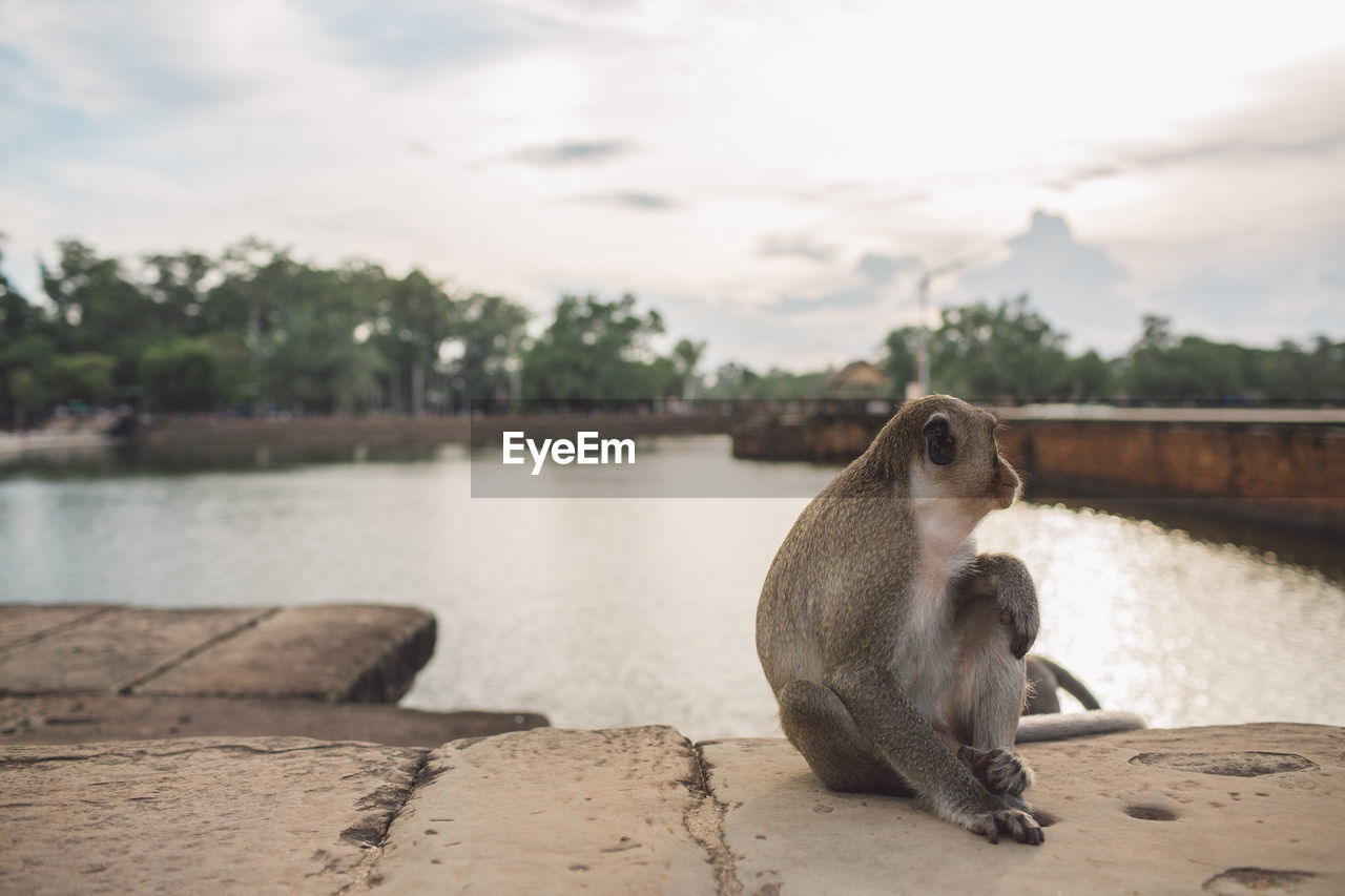 Monkey sitting by lake against sky