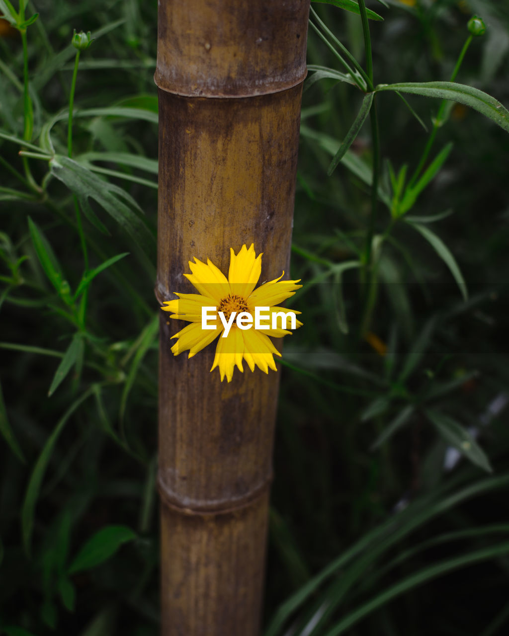 Close-up of yellow flowering plant