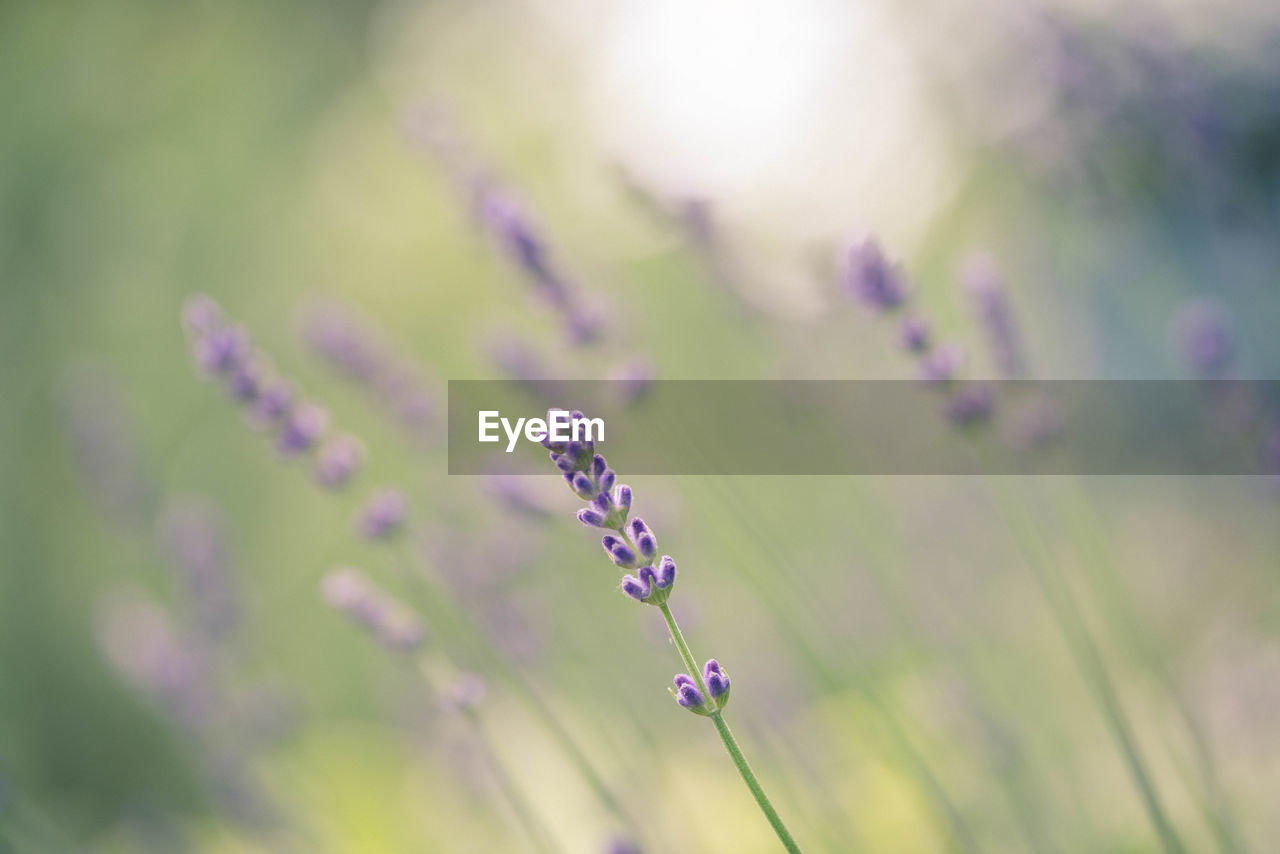 CLOSE-UP OF INSECT ON LAVENDER