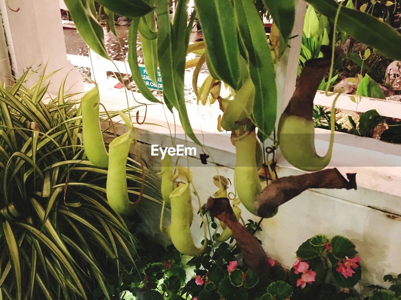 CLOSE-UP OF POTTED PLANT AGAINST PLANTS
