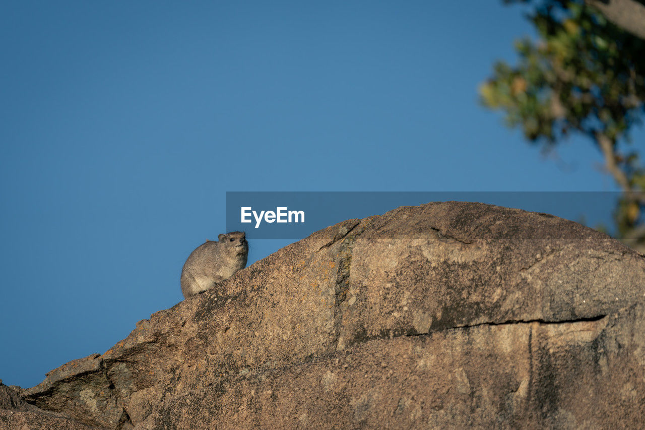 low angle view of bird perching on rock against clear sky