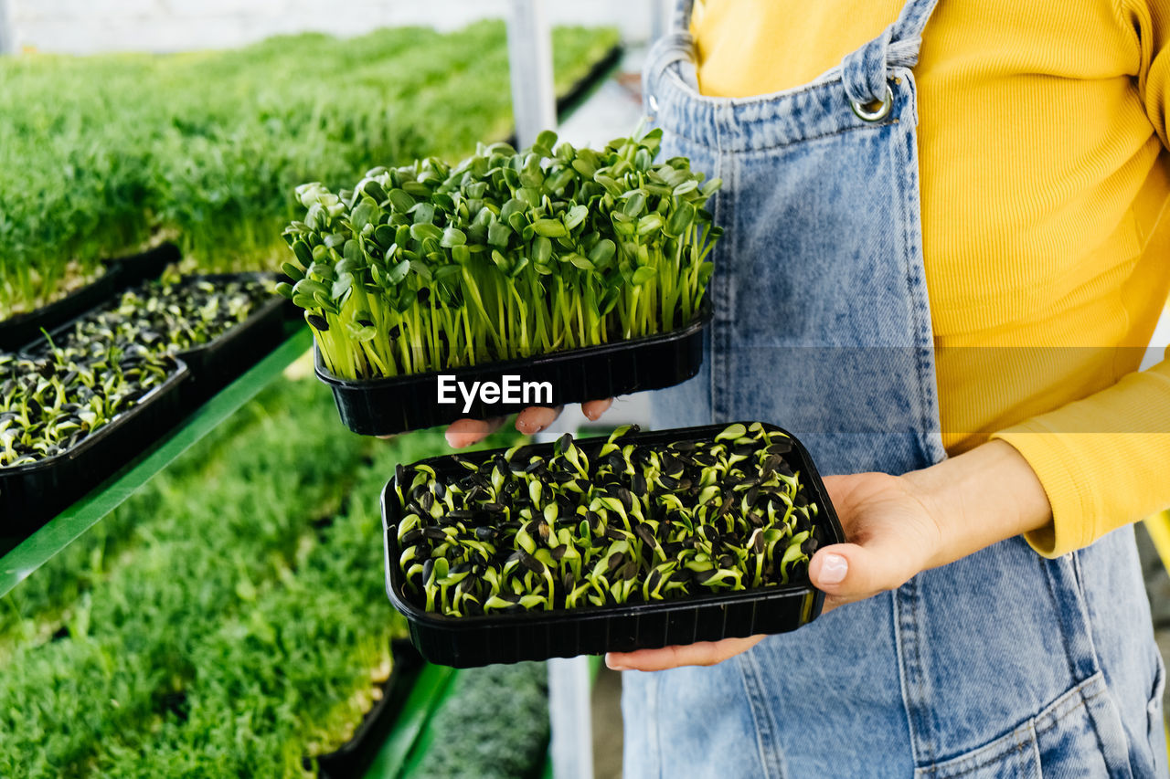 Woman holding box with microgreen, small business indoor vertical farm. close-up 