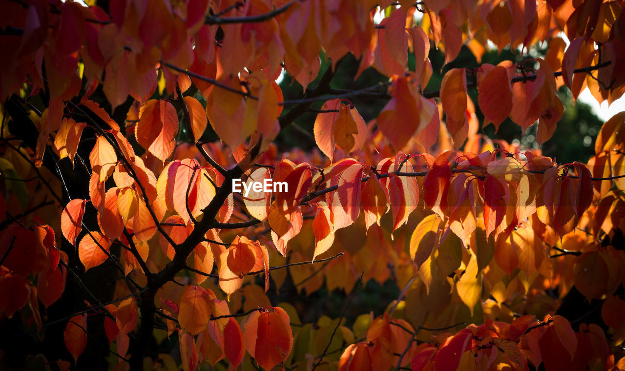 CLOSE-UP OF ORANGE FLOWERING PLANTS DURING AUTUMN