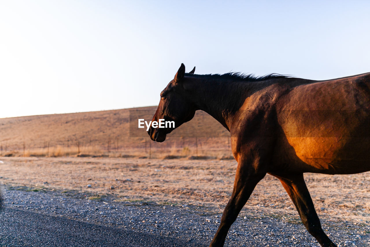 SIDE VIEW OF HORSE STANDING ON FIELD