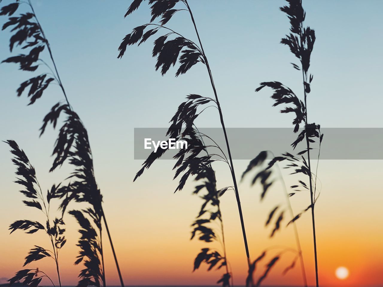 CLOSE-UP OF SILHOUETTE PLANTS AGAINST SUNSET